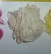 sm Rosette-cream